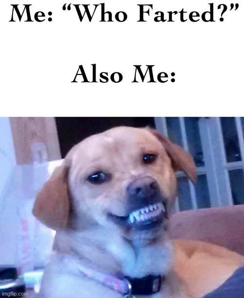 lol | image tagged in fart jokes,smiling dog | made w/ Imgflip meme maker