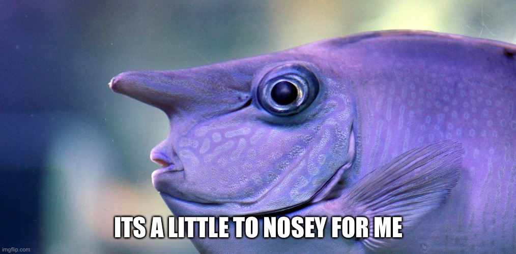 Sniff sniff | ITS A LITTLE TO NOSEY FOR ME | image tagged in fish | made w/ Imgflip meme maker