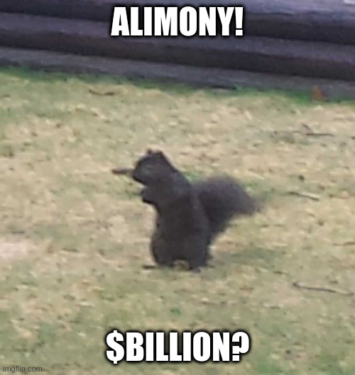 quick! who am i talking abou? | ALIMONY! $BILLION? | image tagged in squirrel | made w/ Imgflip meme maker