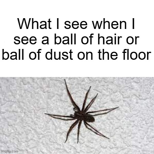 Gives me the shakes | What I see when I see a ball of hair or ball of dust on the floor | image tagged in memes,spider,spooky | made w/ Imgflip meme maker