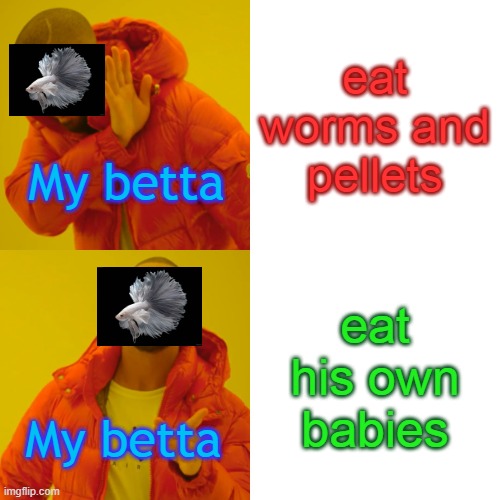 Drake Hotline Bling Meme | eat worms and pellets; My betta; eat his own babies; My betta | image tagged in memes,drake hotline bling | made w/ Imgflip meme maker