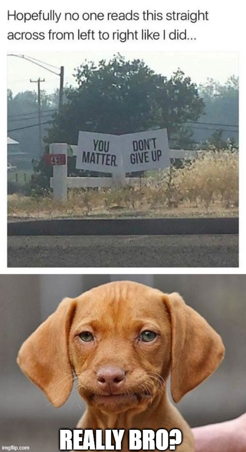 REALLY BRO? | image tagged in really dog | made w/ Imgflip meme maker