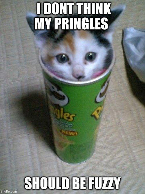 I DONT THINK MY PRINGLES; SHOULD BE FUZZY | image tagged in funny cat memes,pringles,cute kitten | made w/ Imgflip meme maker