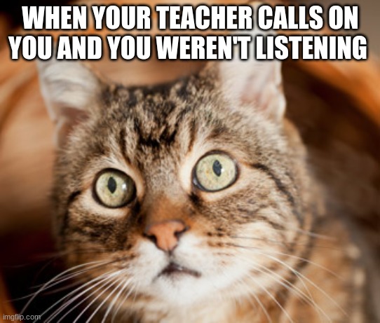 WHEN YOUR TEACHER CALLS ON YOU AND YOU WEREN'T LISTENING | image tagged in funny cat memes | made w/ Imgflip meme maker