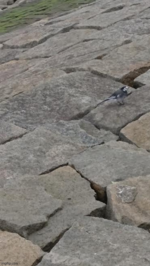 This old photo but taken this year, I think. As you may see we have a Wagtail. A pied wagtail that looks like a white wagtail. | made w/ Imgflip meme maker
