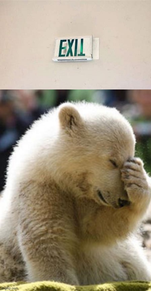 *extremely audible facepalm* | image tagged in memes,facepalm bear | made w/ Imgflip meme maker