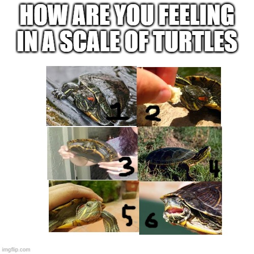 how are you feeling? | HOW ARE YOU FEELING IN A SCALE OF TURTLES | image tagged in how are you feeling,turtles | made w/ Imgflip meme maker
