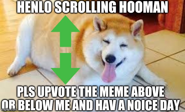 upvote the meme above or below this one | HENLO SCROLLING HOOMAN; PLS UPVOTE THE MEME ABOVE OR BELOW ME AND HAV A NOICE DAY | image tagged in thicc doggo,doggo,dog,memes,fun,dogs | made w/ Imgflip meme maker