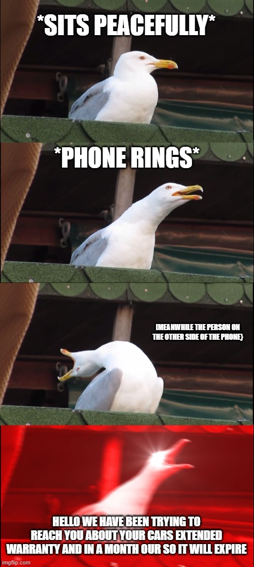 Inhaling Seagull Meme | *SITS PEACEFULLY*; *PHONE RINGS*; [MEANWHILE THE PERSON ON THE OTHER SIDE OF THE PHONE}; HELLO WE HAVE BEEN TRYING TO REACH YOU ABOUT YOUR CARS EXTENDED WARRANTY AND IN A MONTH OUR SO IT WILL EXPIRE | image tagged in memes,inhaling seagull | made w/ Imgflip meme maker