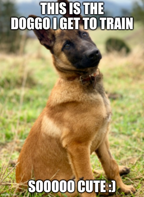 THIS IS THE DOGGO I GET TO TRAIN; SOOOOO CUTE :) | made w/ Imgflip meme maker