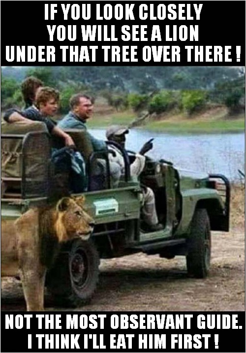 It Was His Last Safari ! | IF YOU LOOK CLOSELY YOU WILL SEE A LION UNDER THAT TREE OVER THERE ! NOT THE MOST OBSERVANT GUIDE. I THINK I'LL EAT HIM FIRST ! | image tagged in safari,lion,failure | made w/ Imgflip meme maker