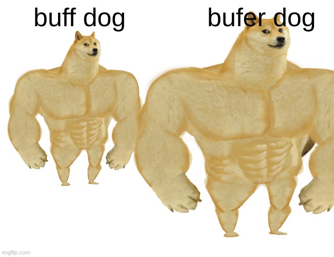 buff dog; bufer dog | image tagged in buff doge | made w/ Imgflip meme maker