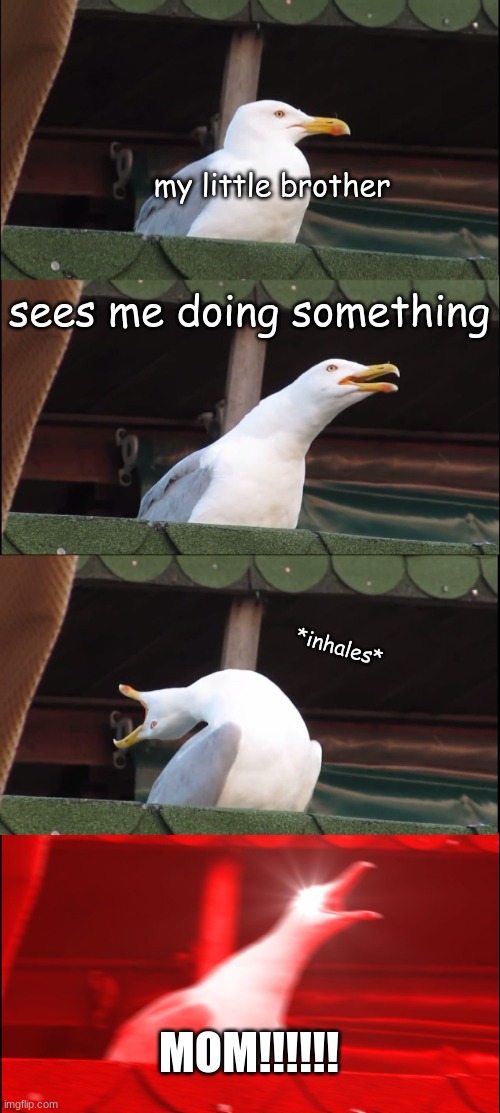 every.single.time | my little brother; sees me doing something; *inhales*; MOM!!!!!! | image tagged in memes,inhaling seagull | made w/ Imgflip meme maker