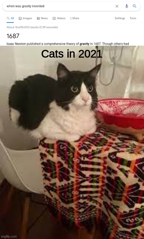 how | Cats in 2021 | image tagged in cats | made w/ Imgflip meme maker