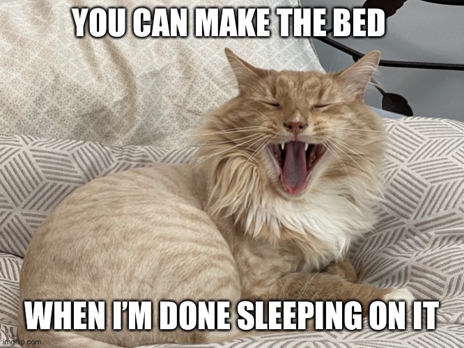 Cat Screaming | YOU CAN MAKE THE BED; WHEN I’M DONE SLEEPING ON IT | image tagged in cat yelling,cute cat,cats,cat,funny cats,funny cat memes | made w/ Imgflip meme maker