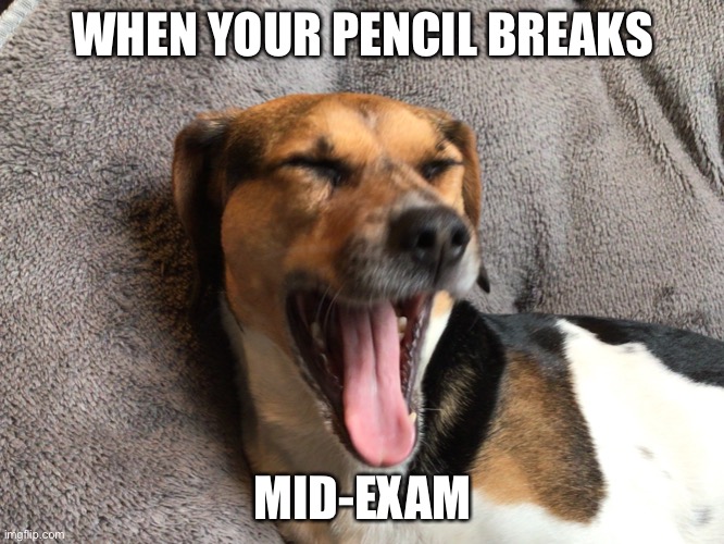 Dog | WHEN YOUR PENCIL BREAKS; MID-EXAM | image tagged in dogs,funny,memes,funny memes,truth | made w/ Imgflip meme maker