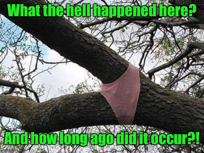 Stuff no one would photoshop | What the hell happened here? And how long ago did it occur?! | image tagged in tree,panties,weird photo | made w/ Imgflip meme maker