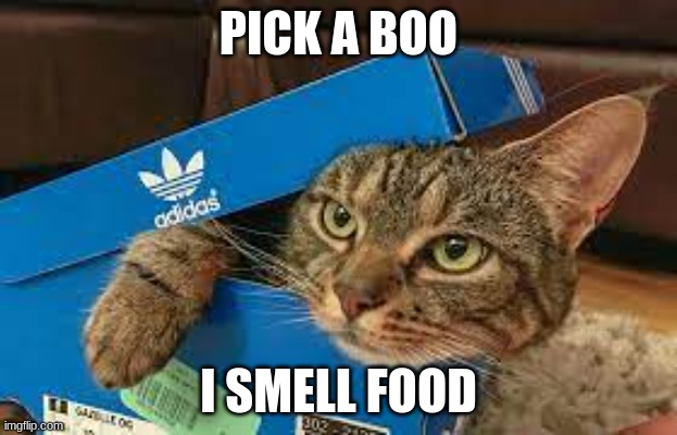 I smell food | PICK A BOO; I SMELL FOOD | image tagged in cats,food,pick a boo | made w/ Imgflip meme maker