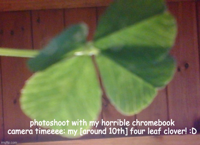photoshoot with my horrible chromebook camera timeeee: my [around 10th] four leaf clover! :D | made w/ Imgflip meme maker