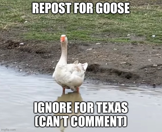 REPOST FOR GOOSE; IGNORE FOR TEXAS
(CAN’T COMMENT) | made w/ Imgflip meme maker