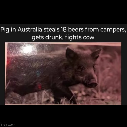 Dat dude's a bamf!!! | image tagged in awesome,animal,pig,bamf | made w/ Imgflip meme maker