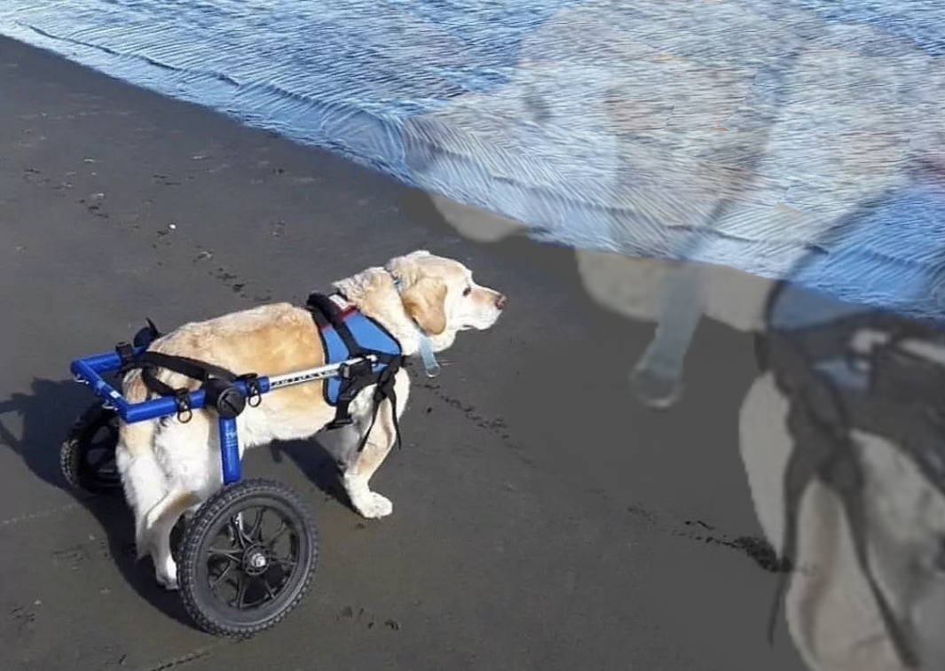 High Quality What the fuck is oatmeal Blank Meme Template