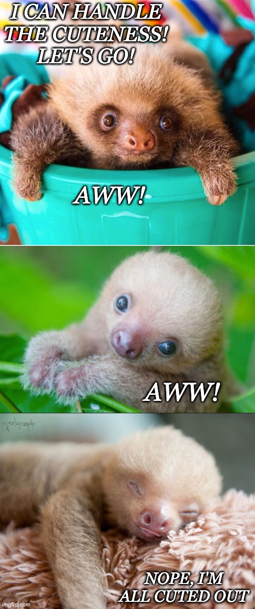 How much cuteness can you take? (from https://www.boredpanda.com/cute-sloths/ ) | I CAN HANDLE THE CUTENESS!
LET'S GO! AWW! AWW! NOPE, I'M ALL CUTED OUT | image tagged in cute,sloth | made w/ Imgflip meme maker