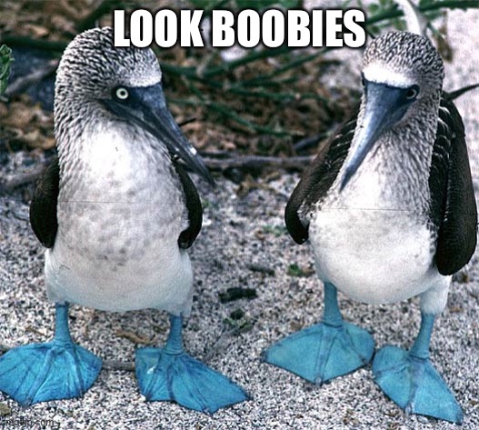 Blue Footed Boobies | LOOK BOOBIES | image tagged in blue footed boobies | made w/ Imgflip meme maker