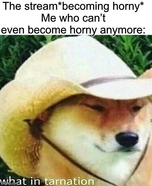 The stream*becoming horny*
Me who can’t even become horny anymore: | image tagged in blank white template,what in tarnation dog | made w/ Imgflip meme maker