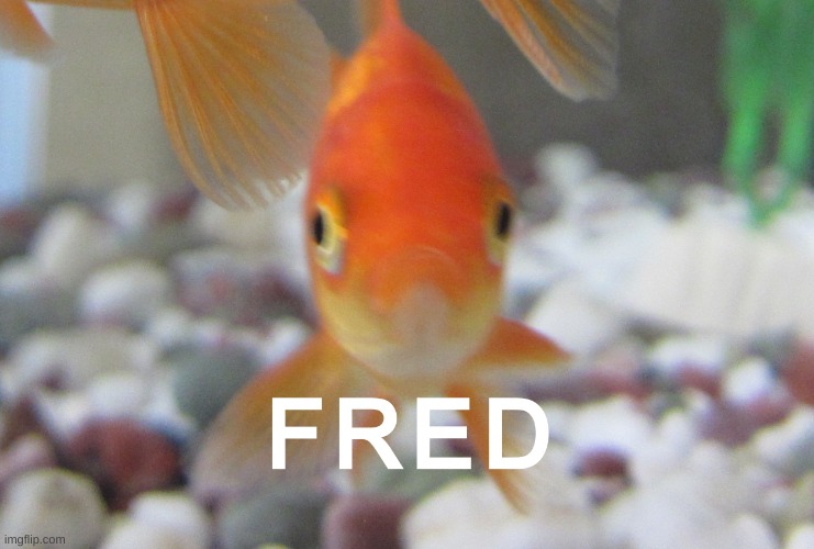 FRED | image tagged in fred | made w/ Imgflip meme maker