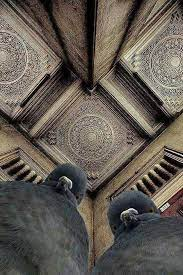 Pigeons looking down on camera Blank Meme Template