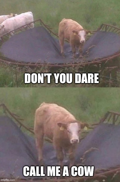 MIGHT BE A LITTLE TOO HEAVY | DON'T YOU DARE; CALL ME A COW | image tagged in cow,trampoline,fail | made w/ Imgflip meme maker