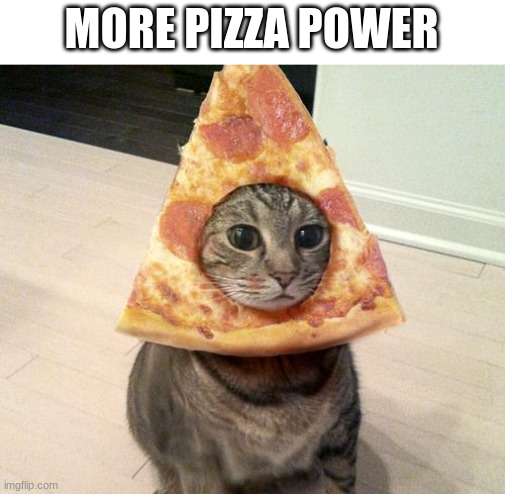 pizza cat | MORE PIZZA POWER | image tagged in pizza cat | made w/ Imgflip meme maker