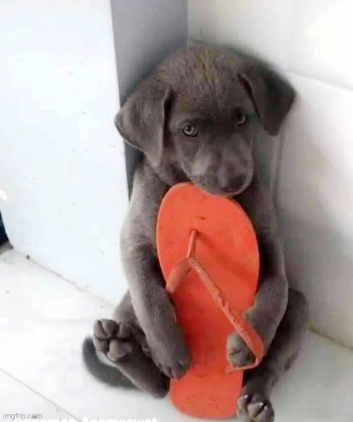 Puppy hugging flip flop | image tagged in puppy hugging flip flop | made w/ Imgflip meme maker