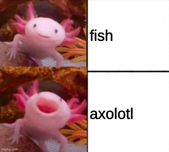 axolotl drake |  fish; axolotl | image tagged in axolotl drake | made w/ Imgflip meme maker