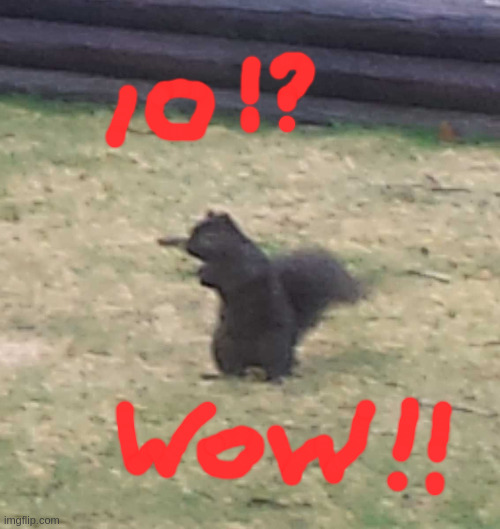 Squirrel! | image tagged in squirrel | made w/ Imgflip meme maker