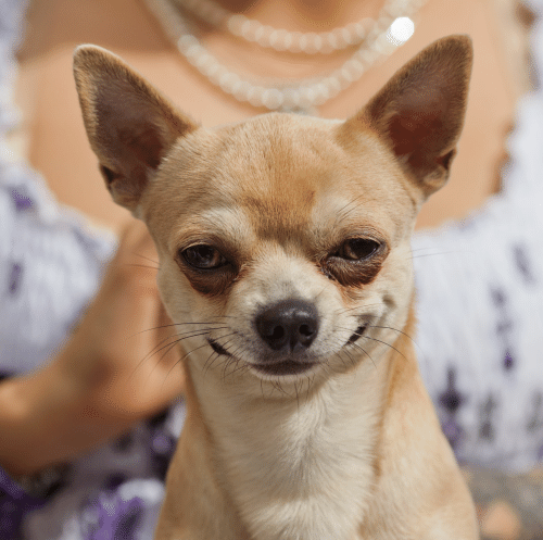 High Quality Evil dog smile smirk Blank Meme Template