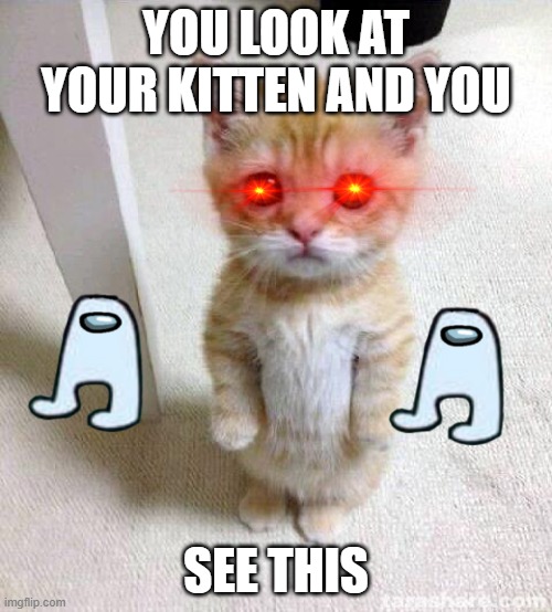 kitten | YOU LOOK AT YOUR KITTEN AND YOU; SEE THIS | image tagged in memes,cute cat | made w/ Imgflip meme maker