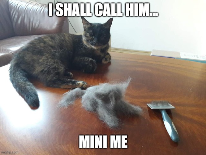 Mini Me Cat | I SHALL CALL HIM... MINI ME | image tagged in mini me,cat,mini cat,mini me cat,call him,dr evil | made w/ Imgflip meme maker