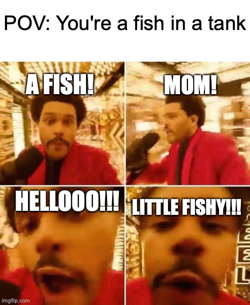 Fish | POV: You're a fish in a tank; A FISH! MOM! HELLOOO!!! LITTLE FISHY!!! | image tagged in the weeknd superbowl | made w/ Imgflip meme maker