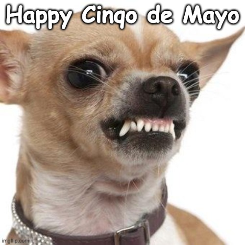 chihuahua | Happy Cinqo de Mayo | image tagged in angry chihuahua | made w/ Imgflip meme maker