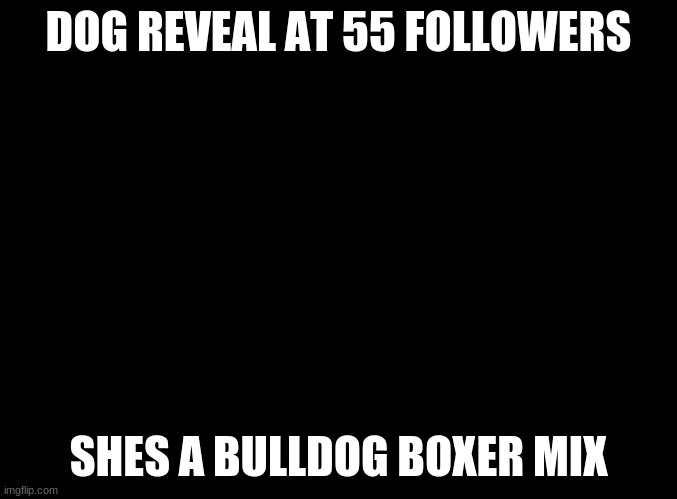 Shes so cute | DOG REVEAL AT 55 FOLLOWERS; SHES A BULLDOG BOXER MIX | image tagged in blank black,dog | made w/ Imgflip meme maker