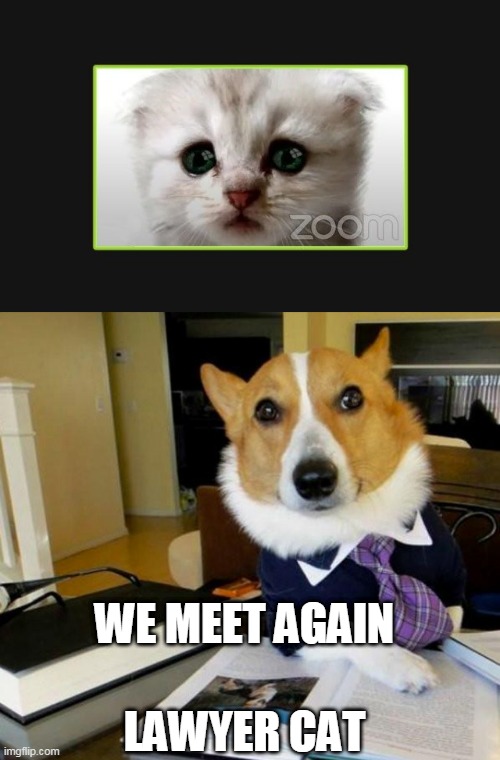 The Prosecution Meets The Defence Attorney | WE MEET AGAIN; LAWYER CAT | image tagged in lawyer cat filter,lawyer corgi dog,lawyer dog,lawyer cat,lawyer,funny | made w/ Imgflip meme maker