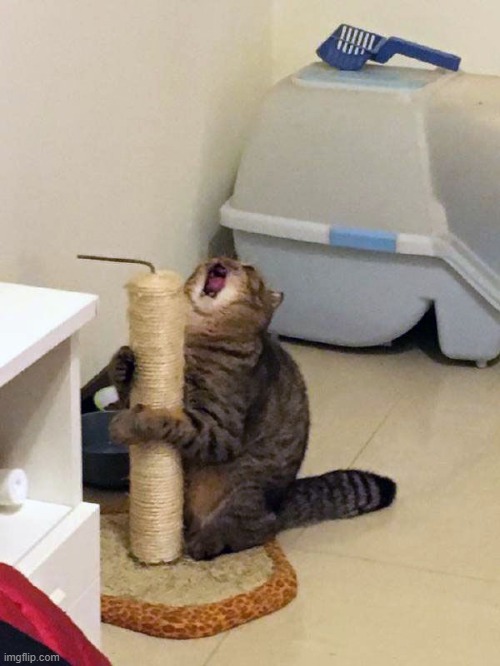 “Masturbating” Scratching Post Cat | image tagged in masturbating scratching post cat | made w/ Imgflip meme maker