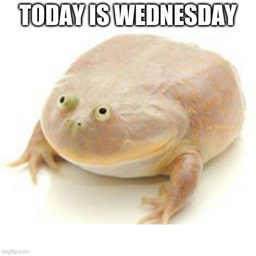 It is Wednesday today | TODAY IS WEDNESDAY | image tagged in wednesday frog | made w/ Imgflip meme maker