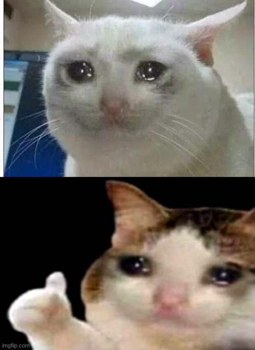 image tagged in crying cat,sad cat thumbs up | made w/ Imgflip meme maker