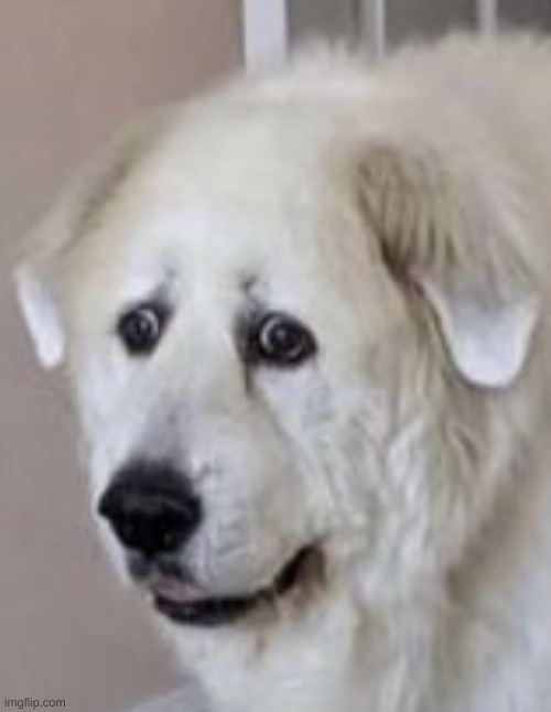 Nervous Dog | image tagged in nervous dog | made w/ Imgflip meme maker