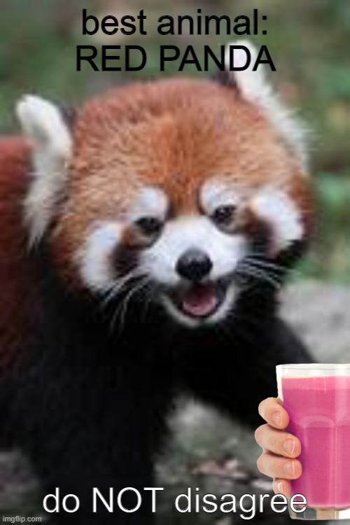 Do NOT disagree | best animal: RED PANDA; do NOT disagree | image tagged in red panda best animal | made w/ Imgflip meme maker