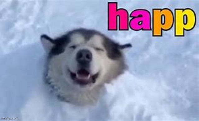 Happ Doggo | image tagged in happ doggo | made w/ Imgflip meme maker