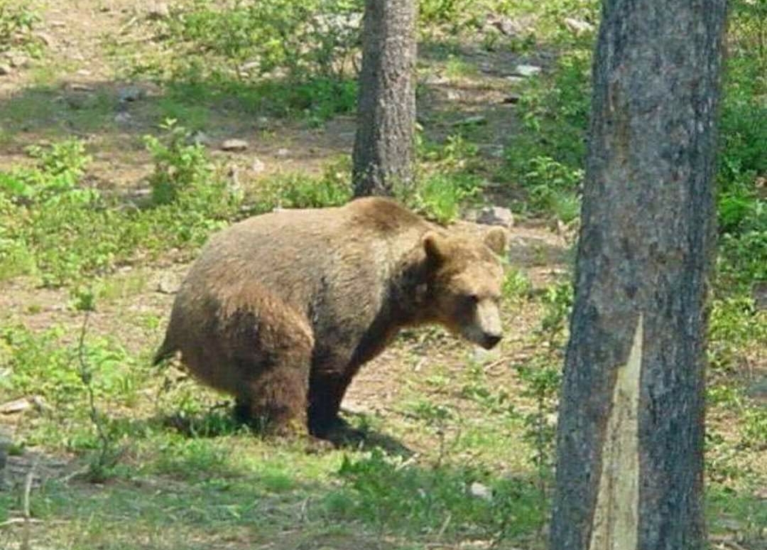 Bear Shit In Woods Blank Meme Template